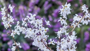 Jakie krzewy kwitną wczesną wiosną? To one wprowadzają życie do ogrodu