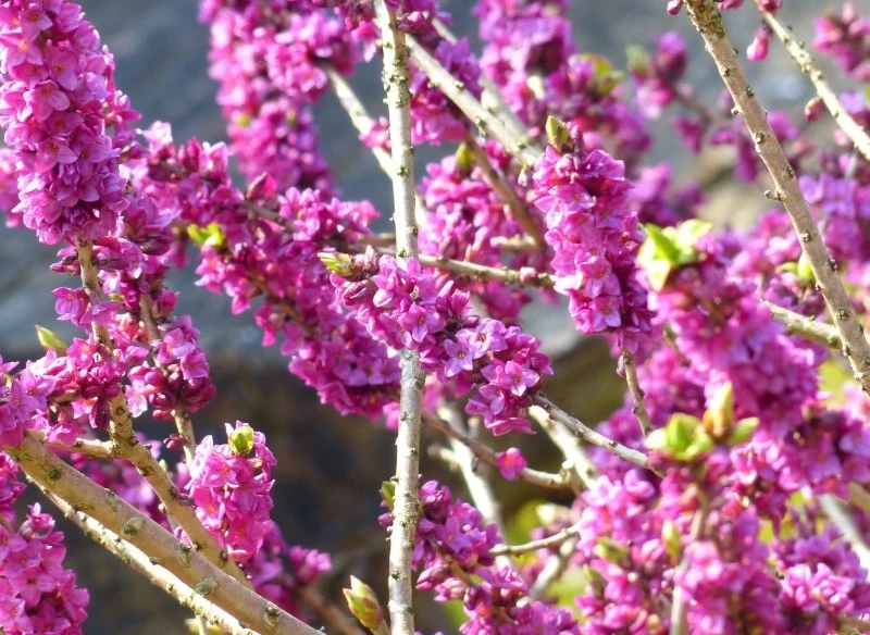 Wawrzynek wilczełyko kwitnie jeszcze przed rozwojem liści