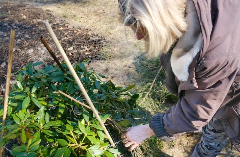 Na czas mrozów rododendrony warto osłaniać parawanami z agrowłókniny