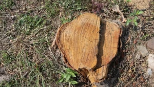 Ile kosztuje usunięcie pnia drzewa koparką?