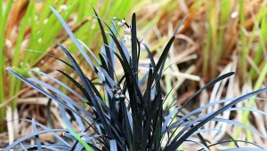 Konwalnik płaskopędowy 'Niger' to wieloletnia bylina, która należydo rodziny liliowatych.