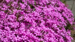 Floks szydlasty to jedna z polecanych roślin okrywowych do słonecznego ogrodu.