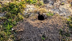 Jak pozbyć się karczownika z ogrodu?