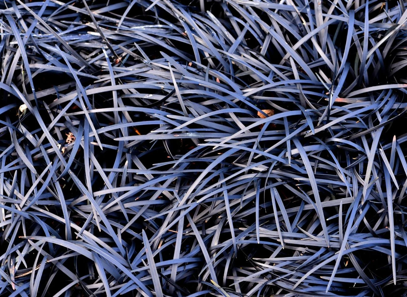 Konwalnik 'Niger' dobrze komponuje się z kolorowymi kwiatami i innymi bylinami.