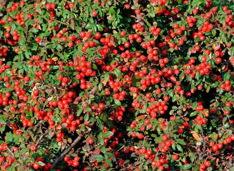 Irga płożąca może rosnąć w pełnym słońcu