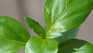 Rungia klossii, grzybowe zioło – uprawa na parapecie i właściwości