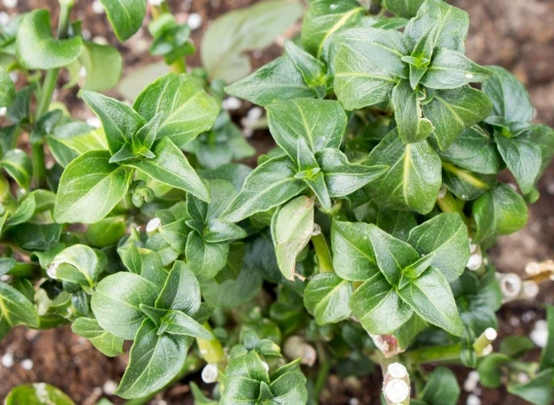 Rungia klossii jest nie tylko smaczna, ale również bogata w witaminę C, żelazo i wapń