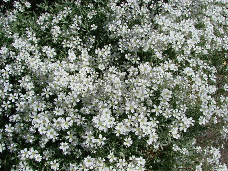 Rogownica kutnerowata w słonecznym ogrodzie zachwyca śnieżnobiałymi kwiatami