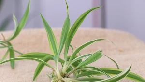 Poznaj sposoby na rozmnażania zielistki. Nowe rośliny można pozyskać zupełnie za darmo.