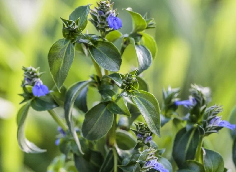 Rungia klossii nazywana jest grzybowym ziołem, ponieważ jej liście uwalniają aromat pieczarek