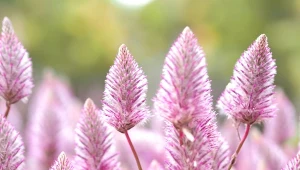 Zjawiskowe kwiaty tiarellii sercolistnej przykryją wszystkie niedoskonałości w ogrodzie.