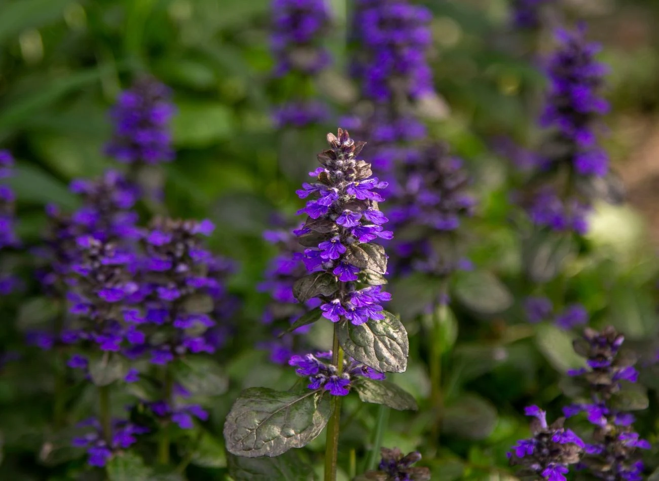 Kwiaty dąbrówki rozłogowej pojawiają się już wiosną. Ta bylina ma niewielkie wymagania.
