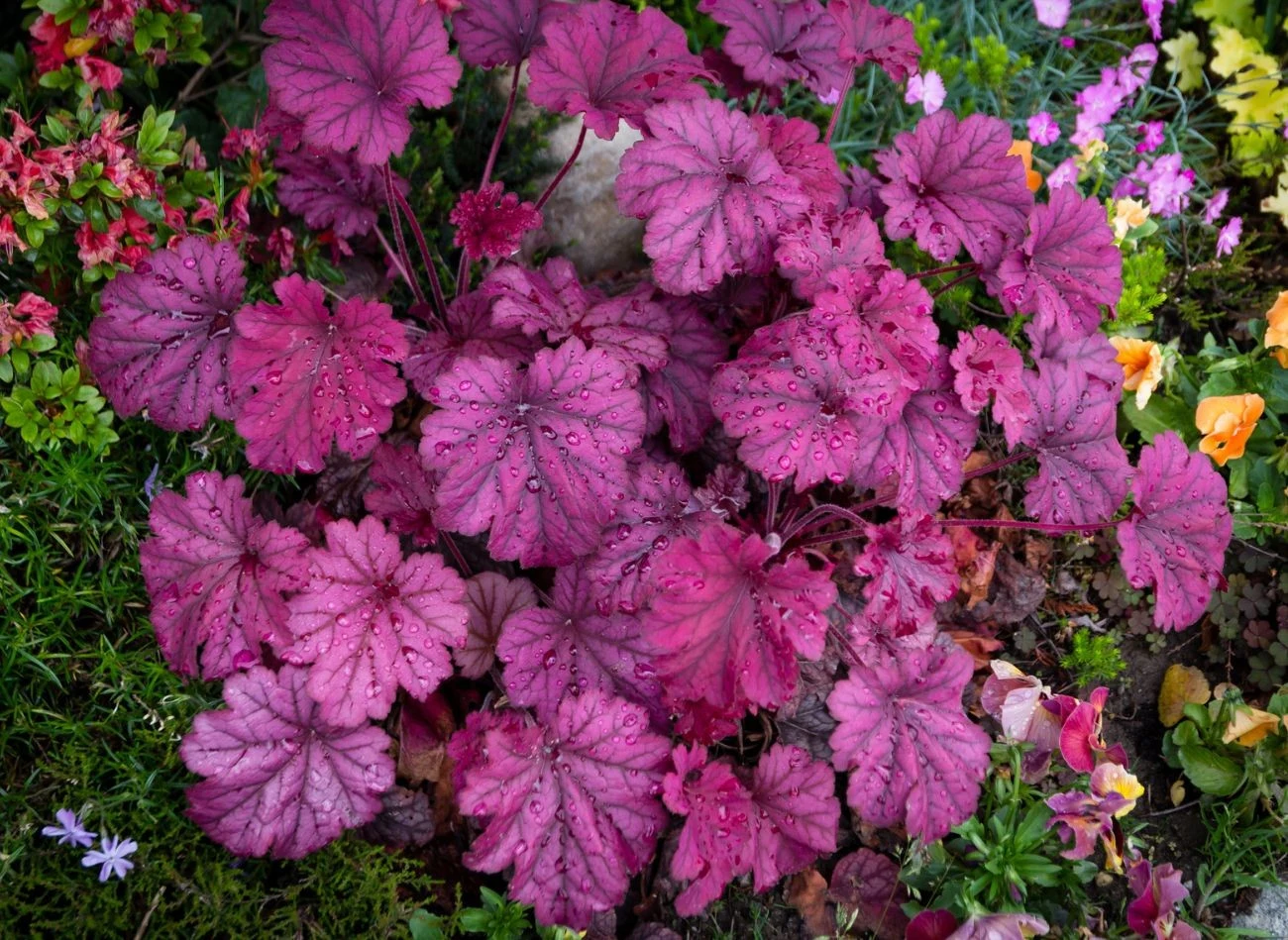 Żurawka drżączkowa zachwyca liśćmi w różnych odcieniach, nad którymi latem królują delikatne kwiaty.