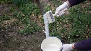 Czy trzeba bielić młode drzewka owocowe? Pamiętaj, ich kora jest delikatna
