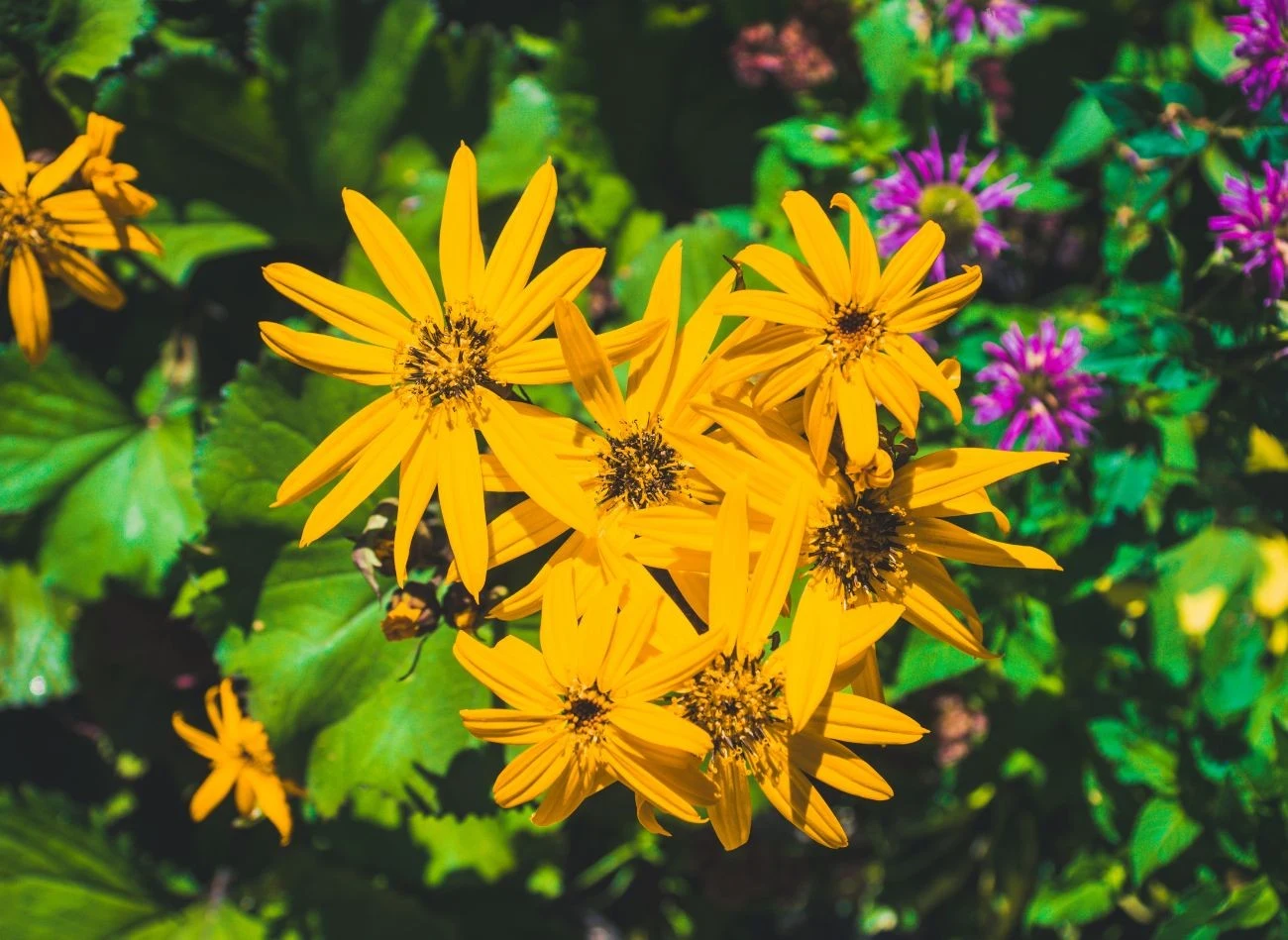 Języczka pomarańczowa intensywnie kwitnie dopiero pod koniec lata.