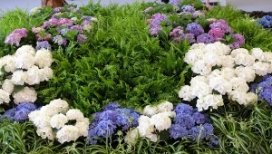 Co sadzić z hortensjami? Jakie rośliny dobrze wpłyną na krzewy i będą się ładnie komponować?