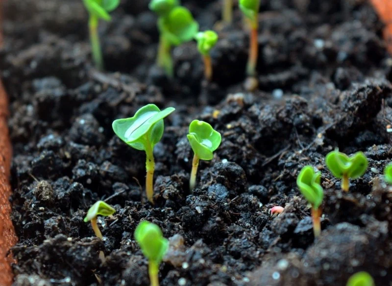 Dzięki wysiewowi bylin w woreczkach możemy osiągnąć wysoką jakość sadzonek