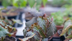 Pobieranie sadzonek pędowych to najprostszy sposób rozmnażania begonii.