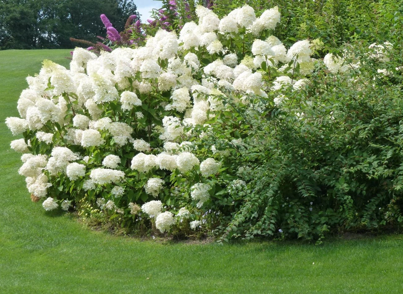 Hortensje najlepiej sadzić wiosną lub wczesną jesienią.