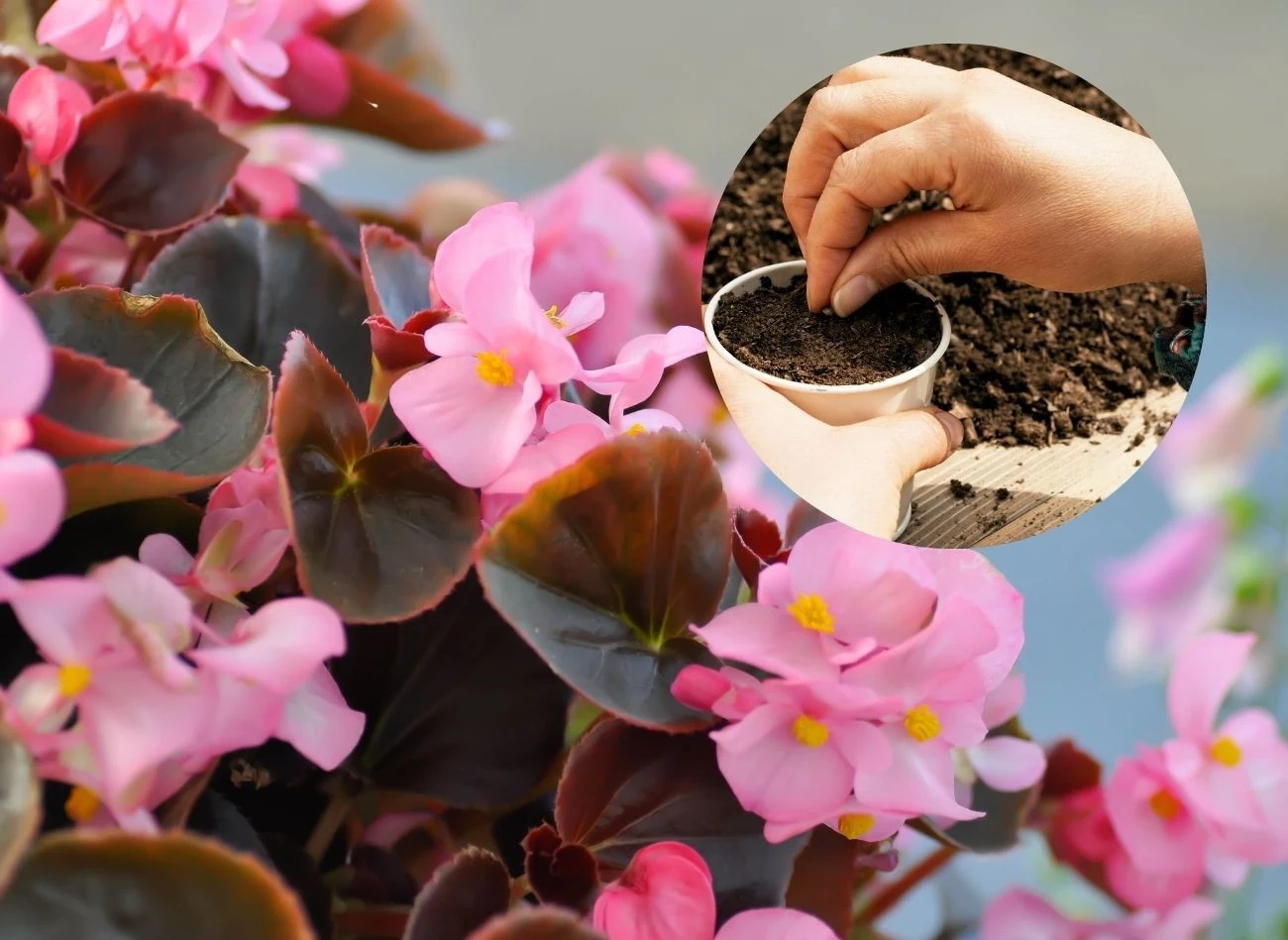 Siew begonii najlepiej zacząć pod koniec zimy.Fot. Jobrestful/pepifoto