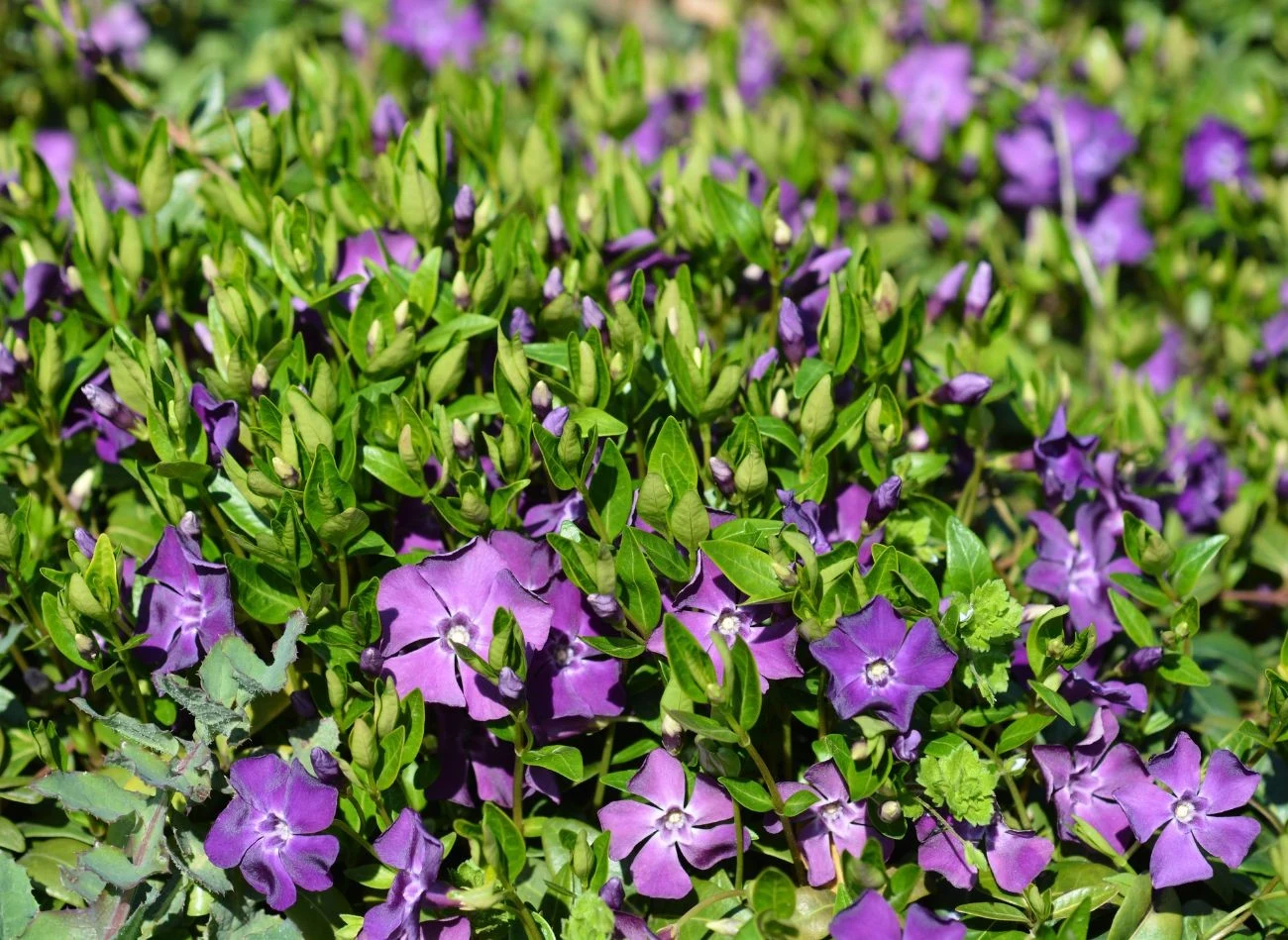 Barwinek pospolity to piękna roślina płożąca, która idealnie komponuje się na rabatach z hortensjami.