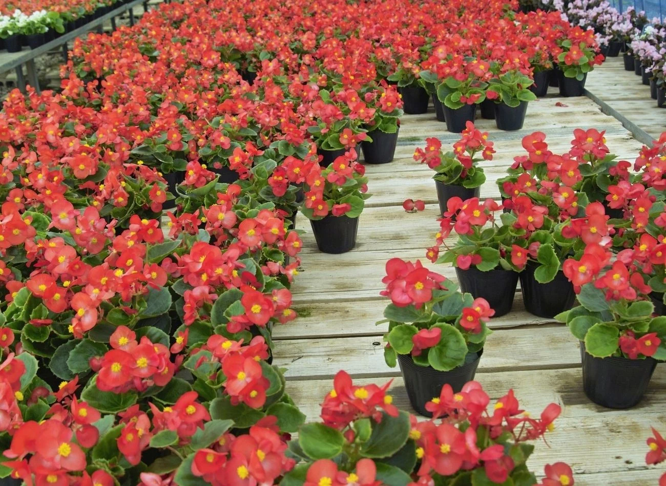 Dobrze posadzone i odpowiednio pielęgnowane siewki begonii zamienią się sadzonki.
