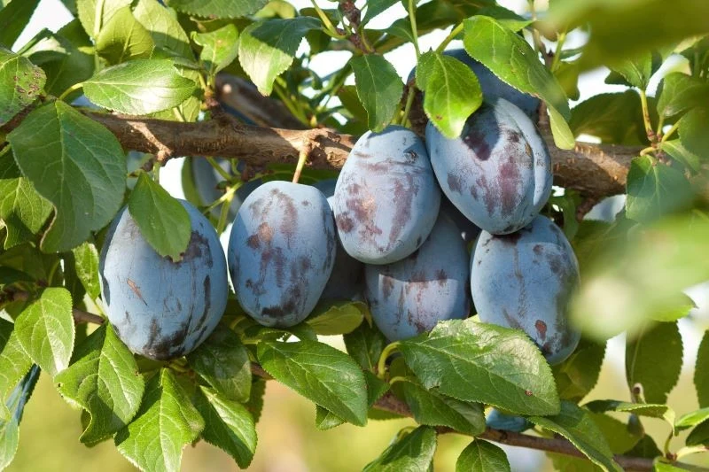 Dzięki odmładzaniu stare śliwy mogą znów dobrze owocować