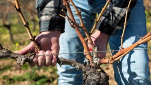 Jak przyciąć winorośl w zimie?