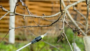 Kiedy najlepiej zrobić wiosenny oprysk drzew owocowych mocznikiem? Które trzeba wymagają takiego wzmocnienia?