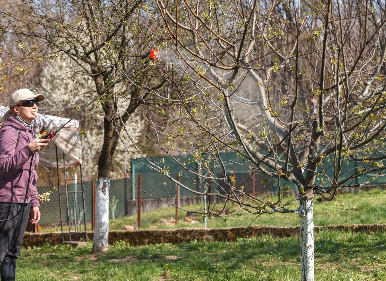 Oprysk mocznikiem wykonuje się najczęściej w lutym i marcu, ważne, by unikać niskich temperatur.