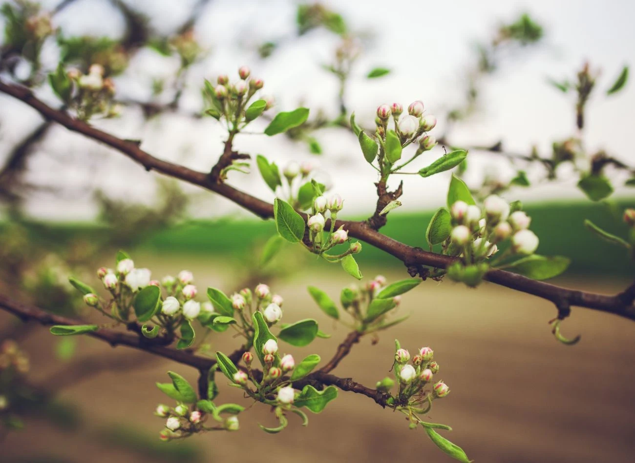 Oprysk mocznikiem musi zostać wykonany, zanim drzewa owocowe zaczną wypuszczać pąki.