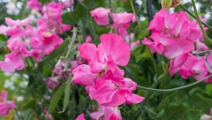 Wyjaśniamy, jak siać groszek pachnący na rozsadę i jakie stare odmiany tych kwiatów warto wybrać.