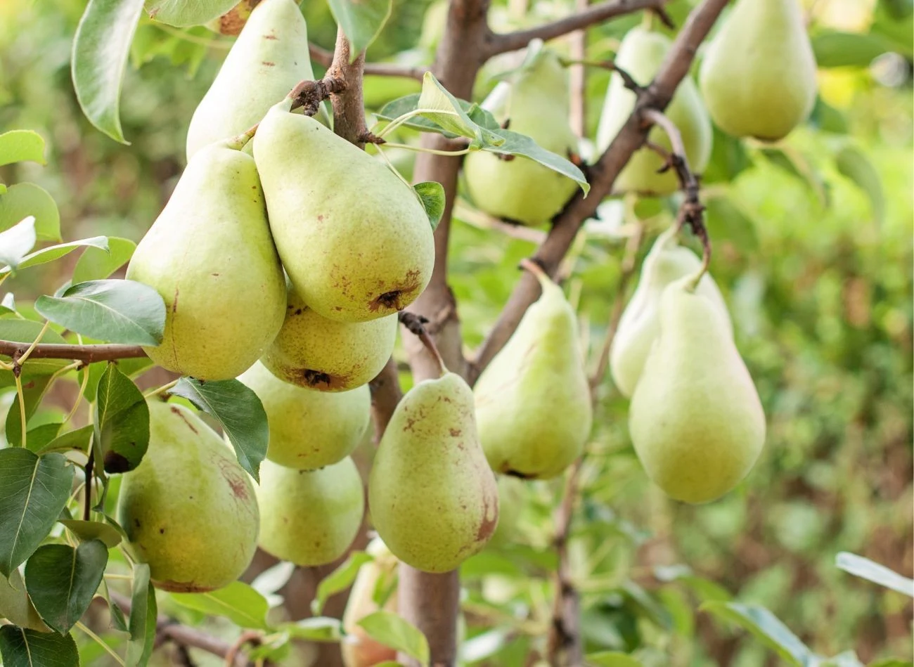 Oprysk mocznikiem chroni drzewa owocowe przed patogenami i wpływa na jakość owocowania.