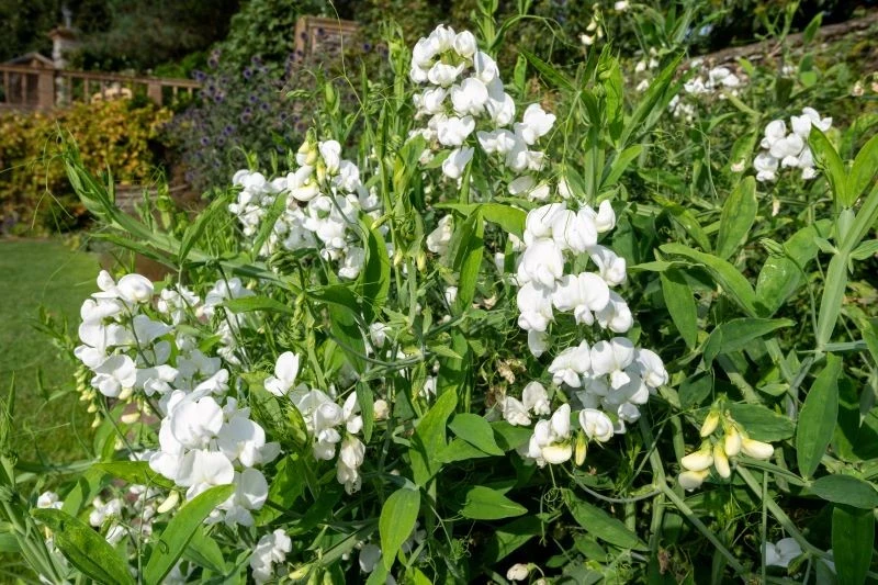 Groszek pachnący o śnieżnobiałych kwiatach rozświetli letnie rabaty