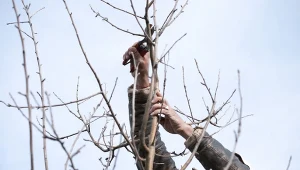 Przycinanie jabłoni w zimie to ważny zabieg pielęgnacyjny? Kiedy najlepiej go przeprowadzić?