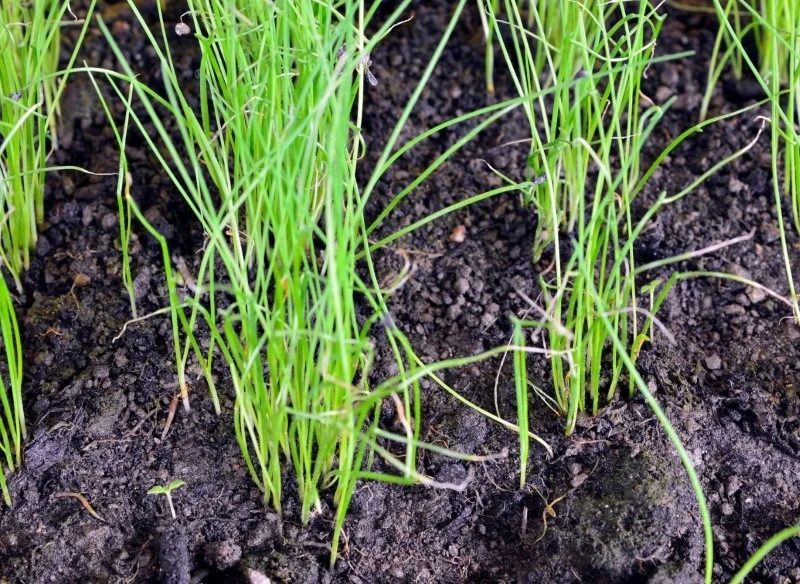 Rozsadę cebuli przesadzamy do gruntu od kwietnia do maja