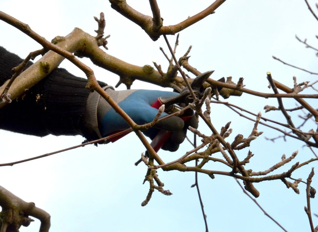 Dobry sprzęt do przycinania jabłoni to już połowa sukcesu.