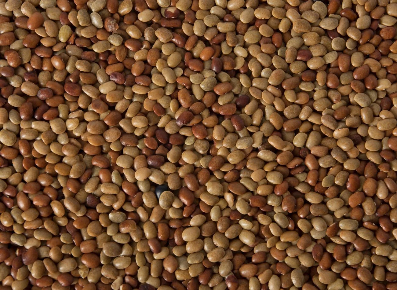 Bobik jest nie tylko doskonałym przedplonem, ale również cenną rośliną pastewną, bo zawiera dużo białka.