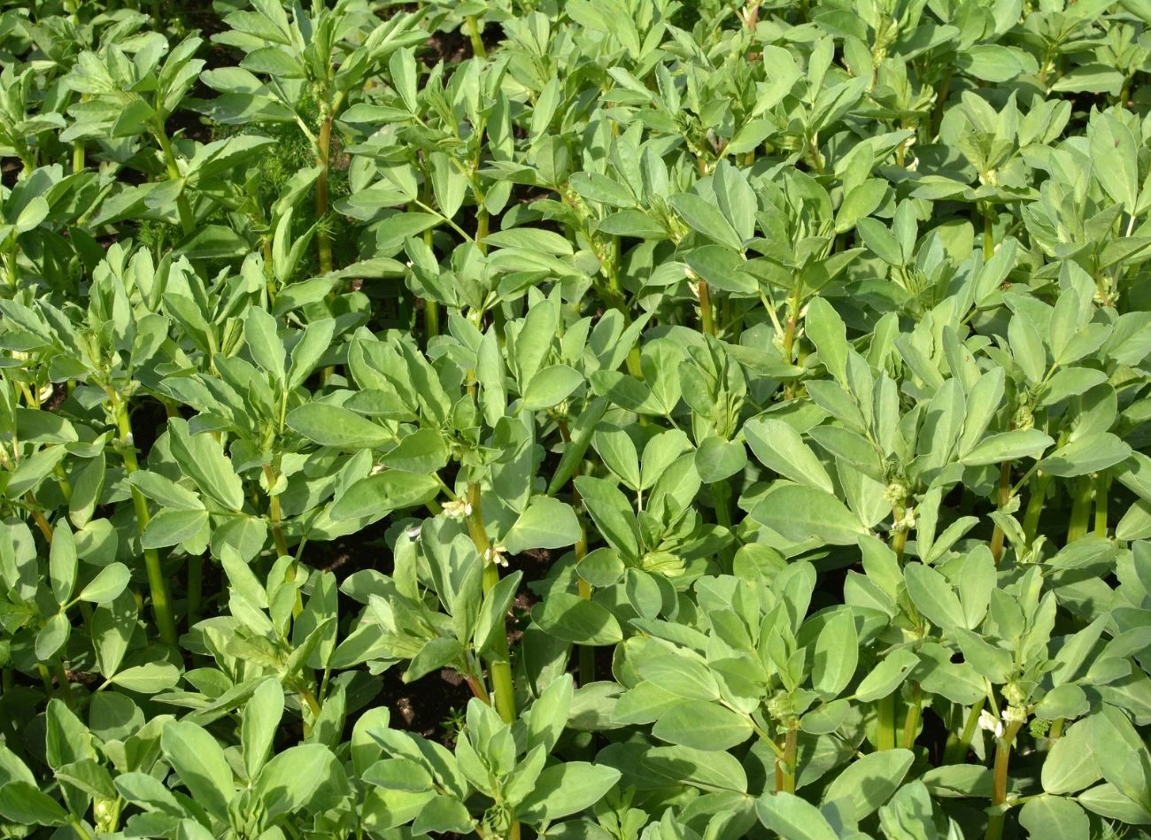 Bobik działa jak naturalny kompost, który poprawia jakość gleby, hamuje rozwój chwastów.