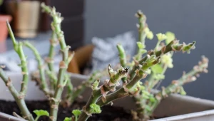 Wybudzanie pelargonii po zimie powinno obejmować umiarkowane nawożenie.