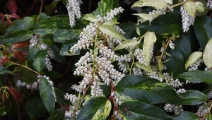Kiścień wawrzynowy (Leucothoe fontanesiana) możemy uprawiać w formie niskiego żywopłotu.