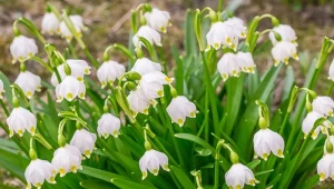 Podobna do przebiśniegu i konwalii, może zakwitnąć już w lutym. Jak uprawiać śnieżycę wiosenną?