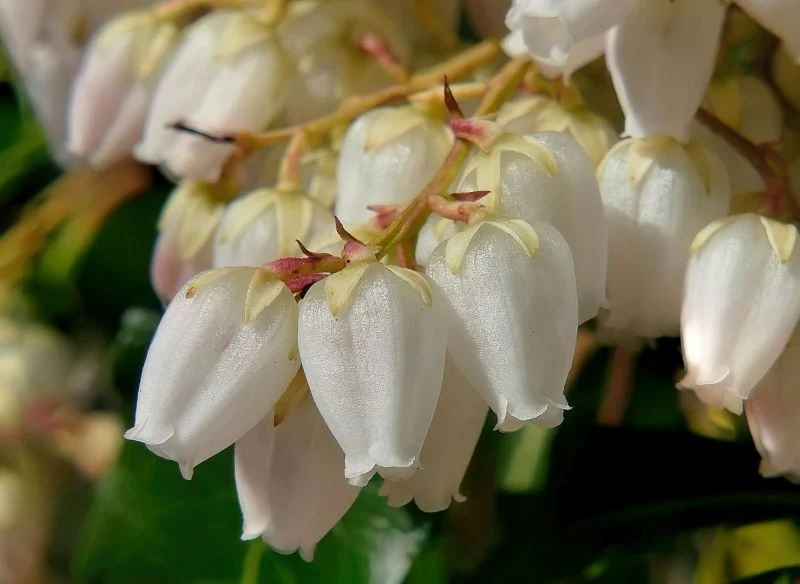 Kiścień wawrzynowy do zdrowego wzrostu i kwitnienia potrzebuje kwaśnej gleby