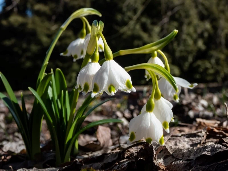 Śnieżyca wiosenna najlepiej rośnie w półcieniu lub nawet w cieniu