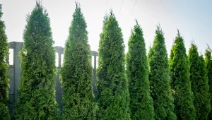 Sprawdź, w jakiej odległości od płotu sadzić tuje.