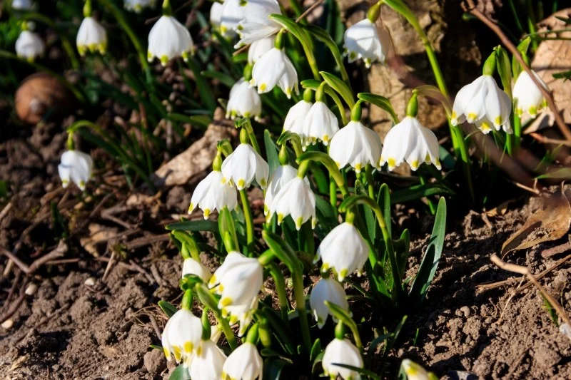 Śnieżyca wiosenna jest rośliną odporną na mróz oraz tolerancyjną wobec odczynu podłoża