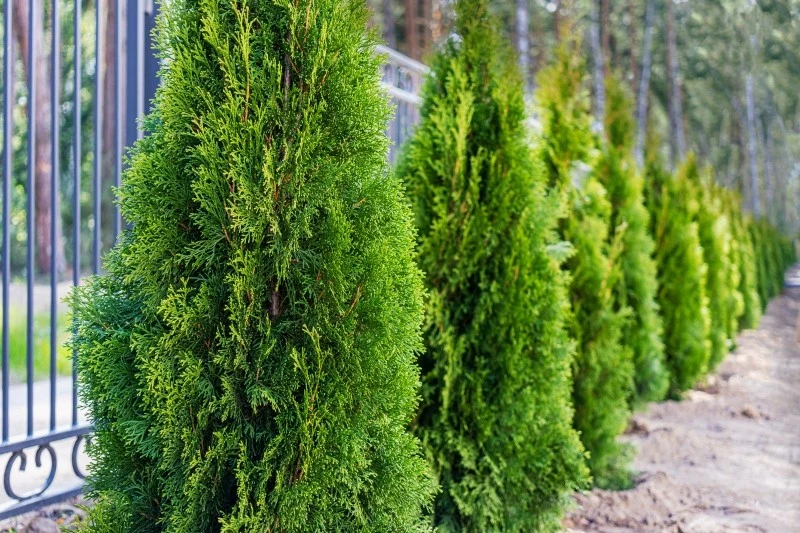 Tuje powinny zostać posadzone co najmniej 50 cm od ogrodzenia
