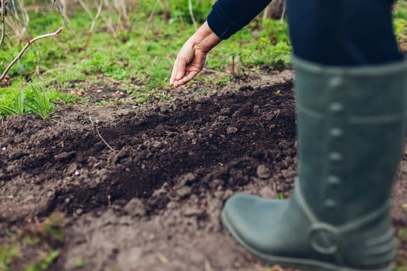 Zanim wysiejemy warzywa, zadbajmy o jakość gleby na grządkach