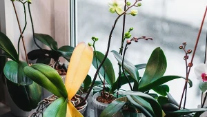 Zimą storczyki najczęściej przechodzą w stan spoczynku. Dlatego wymagają odpowiedniej pielęgnacji.