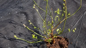 Borówka amerykańska, zarówno przed posadzeniem, jak i w trakcie uprawy wymaga regularnego odchwaszczania. Wielu ogrodników stosuje specjalne maty, które zapobiegają ich wzrostowi.
